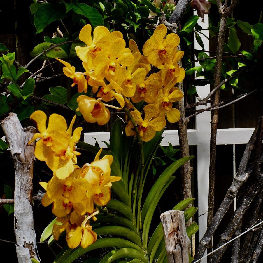 Luxury Villa Sleeps 6, Beach Access, Montego Bay Eksteriør bilde